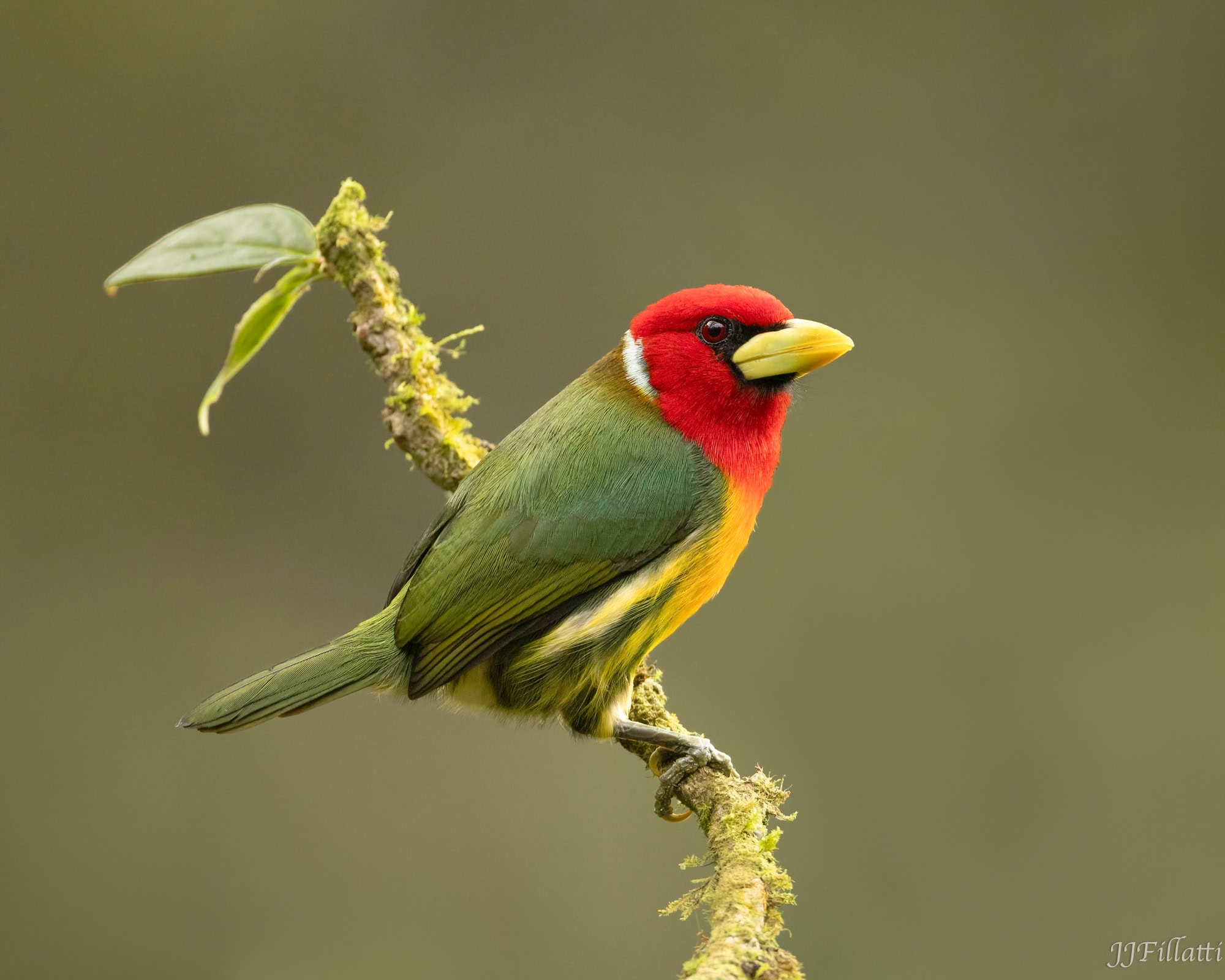 bird of colombia image 48